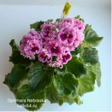 Optimara Nebraska (R.Holtkamp)